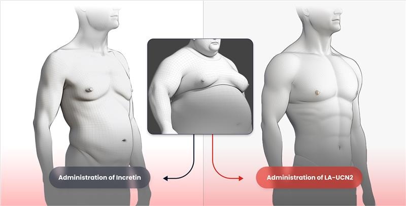 <사진> 한미약품이 세계 최초로 근육 증가를 실현하는 신개념 비만 신약 HM17321(오른쪽)와 기존 인크레틴 기반 약물의 비만 치료 효능을 비교한 개념도.